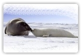 Stop the seal slaughter in Canada 
