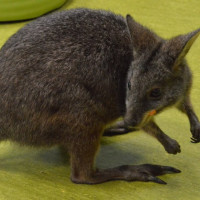 australia2026_wiad_32