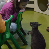 australia2026_wiad_36